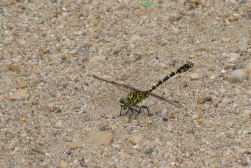 Réf. 233 977 : Onychogomphus forcipatus
